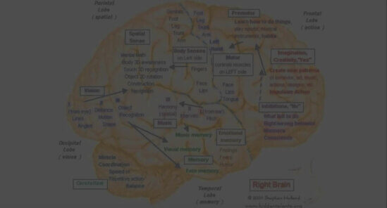 diagram of the right brain